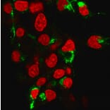 Immunofluorescence - Anti-Albumin Antibody [ALB/2355] - BSA and Azide free (A251683) - Antibodies.com