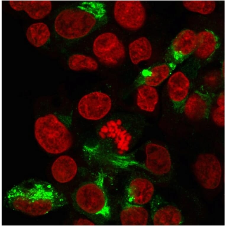 Immunofluorescence - Anti-Albumin Antibody [ALB/2356] - BSA and Azide free (A251684) - Antibodies.com