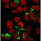 Immunofluorescence - Anti-Albumin Antibody [ALB/2356] - BSA and Azide free (A251684) - Antibodies.com
