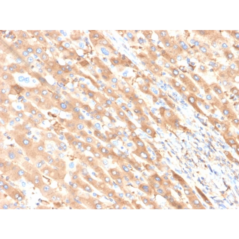 Immunohistochemistry - Anti-Albumin Antibody [ALB/6411R] - BSA and Azide free (A251684) - Antibodies.com