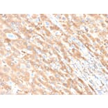 Immunohistochemistry - Anti-Albumin Antibody [ALB/6411R] - BSA and Azide free (A251684) - Antibodies.com