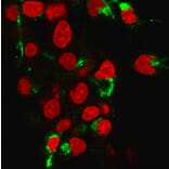 Immunofluorescence - Anti-Albumin Antibody [ALB/6413R] - BSA and Azide free (A251685) - Antibodies.com