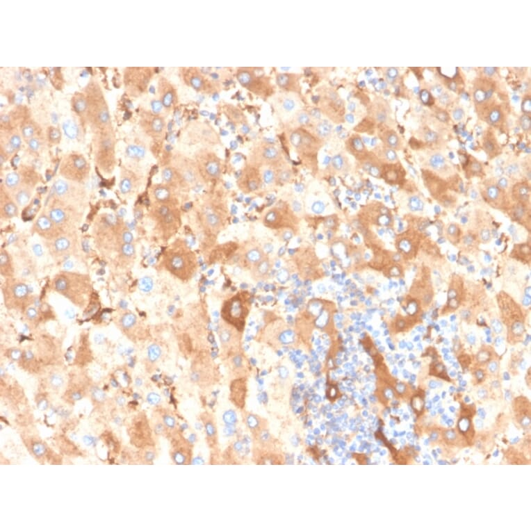 Immunohistochemistry - Anti-Albumin Antibody [ALB/6409R] - BSA and Azide free (A251686) - Antibodies.com