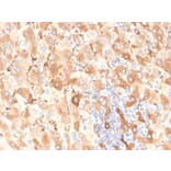 Immunohistochemistry - Anti-Albumin Antibody [ALB/6409R] - BSA and Azide free (A251686) - Antibodies.com