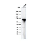 Western Blot - Anti-Albumin Antibody [ALB/6409R] - BSA and Azide free (A251687) - Antibodies.com