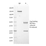 SDS-PAGE - Anti-EZH2 Antibody [EZH2/2536] - BSA and Azide free (A251688) - Antibodies.com