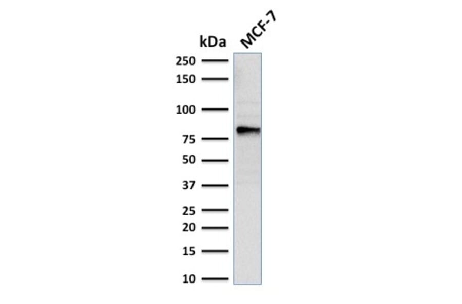 Western Blot - Anti-EZH2 Antibody [EZH2/2536] - BSA and Azide free (A251688) - Antibodies.com