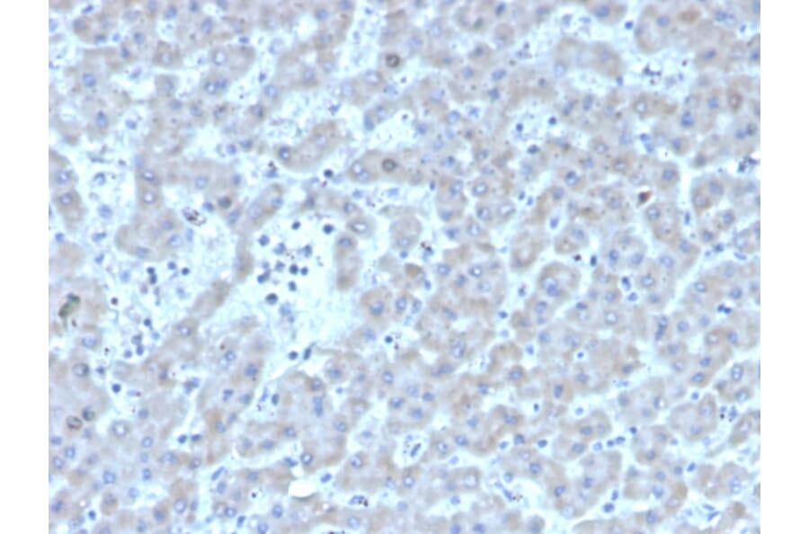 Immunohistochemistry - Anti-Coagulation Factor VII Antibody [F7/3511] - BSA and Azide free (A251689) - Antibodies.com