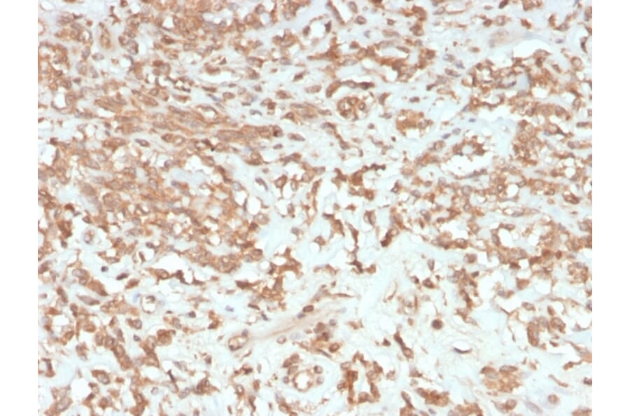 Immunohistochemistry - Anti-Coagulation Factor VII Antibody [F7/3513] - BSA and Azide free (A251690) - Antibodies.com