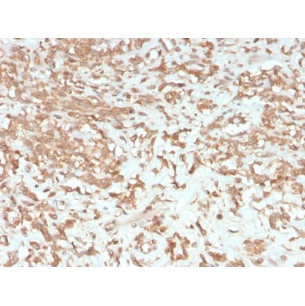 Immunohistochemistry - Anti-Coagulation Factor VII Antibody [F7/3513] - BSA and Azide free (A251690) - Antibodies.com