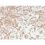 Immunohistochemistry - Anti-Coagulation Factor VII Antibody [F7/3513] - BSA and Azide free (A251690) - Antibodies.com