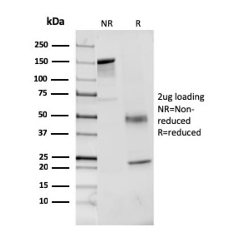 SDS-PAGE - Anti-Coagulation Factor VII Antibody [F7/3513] - BSA and Azide free (A251690) - Antibodies.com