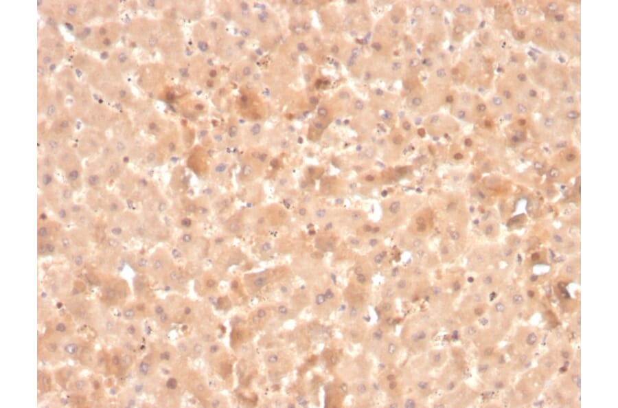 Immunohistochemistry - Anti-Coagulation Factor VII Antibody [F7/3516] - BSA and Azide free (A251691) - Antibodies.com