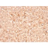 Immunohistochemistry - Anti-Coagulation Factor VII Antibody [F7/3516] - BSA and Azide free (A251691) - Antibodies.com