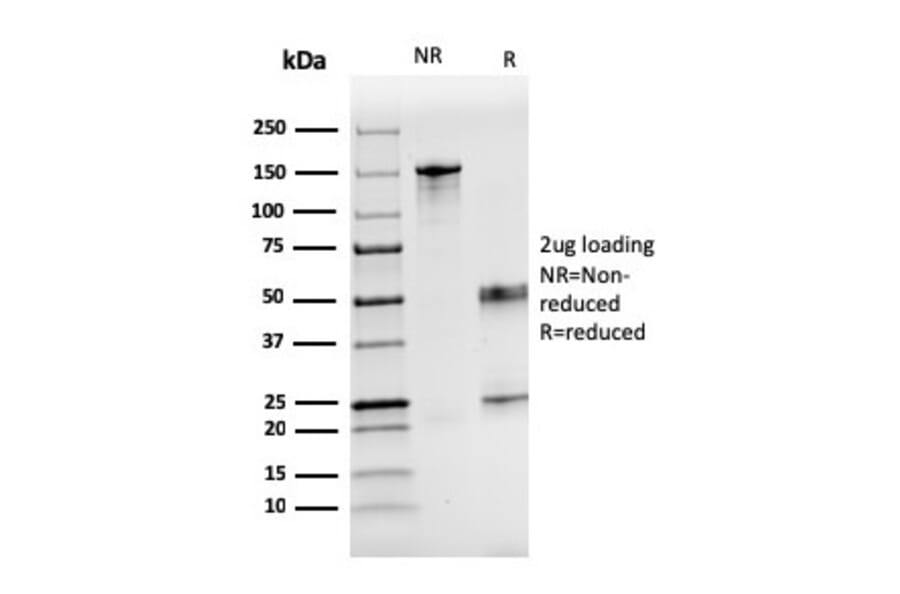 SDS-PAGE - Anti-Coagulation Factor VII Antibody [F7/3516] - BSA and Azide free (A251691) - Antibodies.com