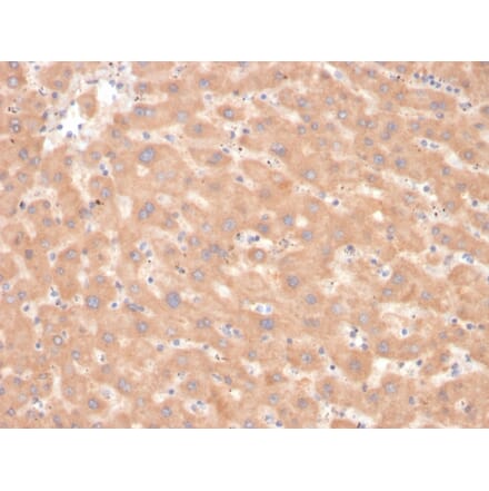 Immunohistochemistry - Anti-Coagulation Factor VII Antibody [F7/3618] - BSA and Azide free (A251692) - Antibodies.com