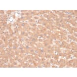 Immunohistochemistry - Anti-Coagulation Factor VII Antibody [F7/3618] - BSA and Azide free (A251692) - Antibodies.com