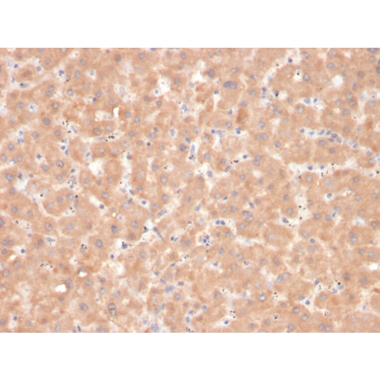 Immunohistochemistry - Anti-Coagulation Factor VII Antibody [F7/3618] - BSA and Azide free (A251692) - Antibodies.com