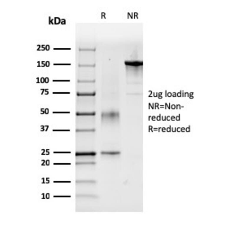 SDS-PAGE - Anti-Coagulation Factor VII Antibody [F7/3618] - BSA and Azide free (A251692) - Antibodies.com