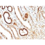 Immunohistochemistry - Anti-FABP1 Antibody [FABP1/3483] - BSA and Azide free (A251699) - Antibodies.com
