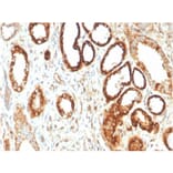 Immunohistochemistry - Anti-FABP1 Antibody [FABP1/3483] - BSA and Azide free (A251699) - Antibodies.com