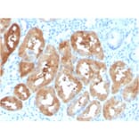 Immunohistochemistry - Anti-FABP1 Antibody [FABP1/3484] - BSA and Azide free (A251700) - Antibodies.com