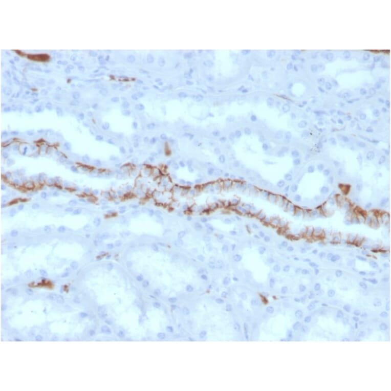 Immunohistochemistry - Anti-FABP1 Antibody [FABP1/3486] - BSA and Azide free (A251701) - Antibodies.com