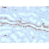 Immunohistochemistry - Anti-FABP1 Antibody [FABP1/3486] - BSA and Azide free (A251701) - Antibodies.com