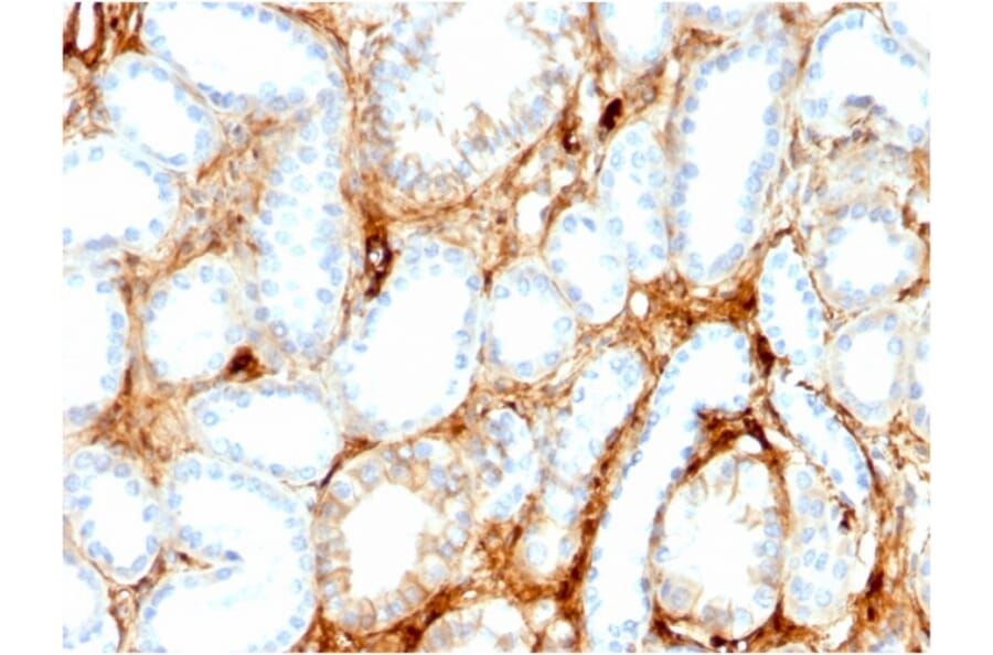 Immunohistochemistry - Anti-FABP1 Antibody [FABP1/3486] - BSA and Azide free (A251701) - Antibodies.com