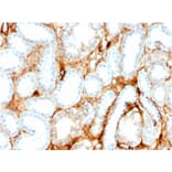 Immunohistochemistry - Anti-FABP1 Antibody [FABP1/3486] - BSA and Azide free (A251701) - Antibodies.com