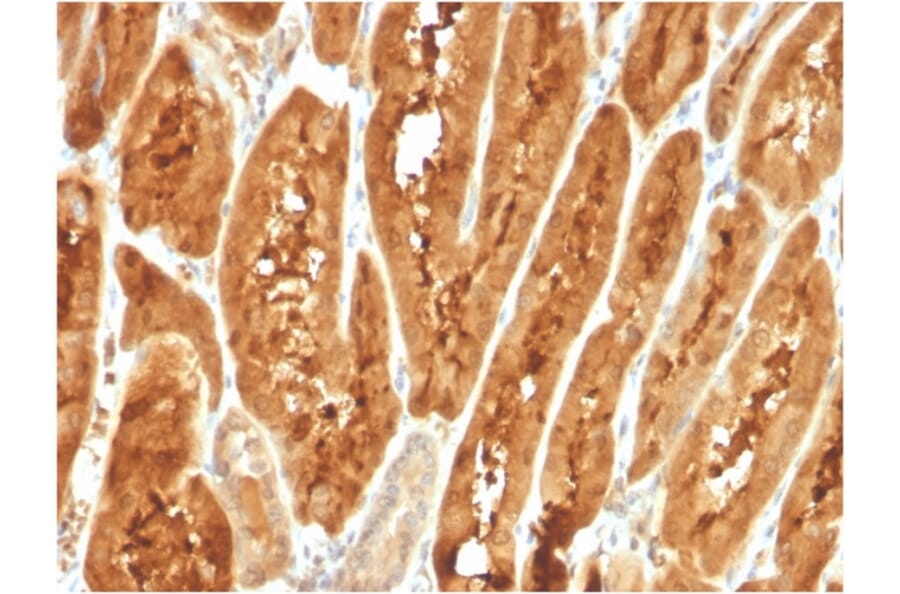 Immunohistochemistry - Anti-FABP1 Antibody [FABP1/3487] - BSA and Azide free (A251702) - Antibodies.com