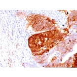 Immunohistochemistry - Anti-ALDH1A1 Antibody [ALDH1A1/1381] - BSA and Azide free (A251703) - Antibodies.com