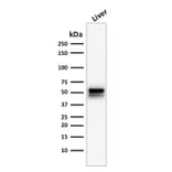 Western Blot - Anti-ALDH1A1 Antibody [ALDH1A1/1381] - BSA and Azide free (A251704) - Antibodies.com