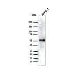 Western Blot - Anti-ALDH1A1 Antibody [ALDH1A1/4793] - BSA and Azide free (A251705) - Antibodies.com