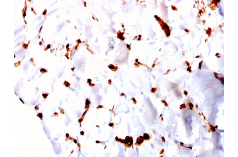 Immunohistochemistry - Anti-FABP5 Antibody [CPTC-FABP5-3] - BSA and Azide free (A251706) - Antibodies.com