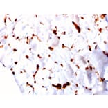 Immunohistochemistry - Anti-FABP5 Antibody [CPTC-FABP5-3] - BSA and Azide free (A251706) - Antibodies.com