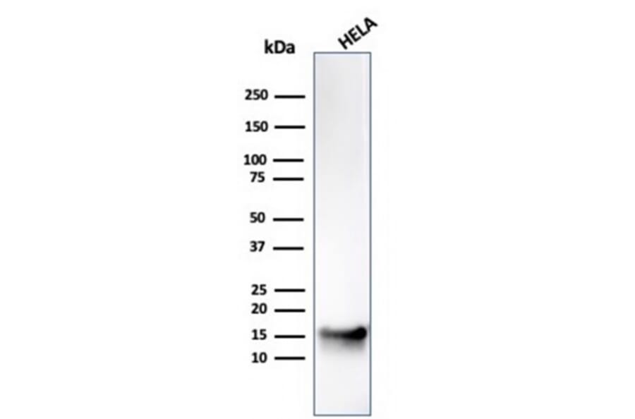 Western Blot - Anti-FABP5 Antibody [CPTC-FABP5-3] - BSA and Azide free (A251706) - Antibodies.com
