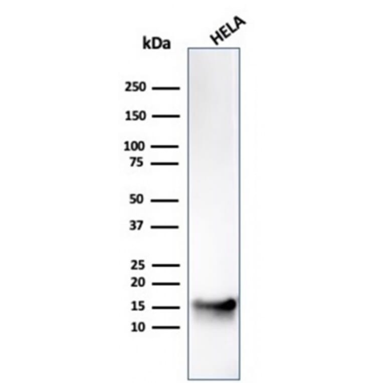 Western Blot - Anti-FABP5 Antibody [CPTC-FABP5-3] - BSA and Azide free (A251706) - Antibodies.com