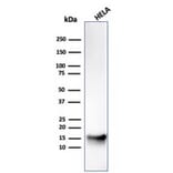 Western Blot - Anti-FABP5 Antibody [CPTC-FABP5-3] - BSA and Azide free (A251706) - Antibodies.com