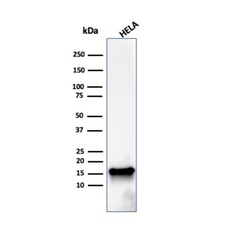 Western Blot - Anti-FABP5 Antibody [FABP5/3750] - BSA and Azide free (A251707) - Antibodies.com