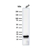 Western Blot - Anti-FABP5 Antibody [FABP5/3750] - BSA and Azide free (A251707) - Antibodies.com