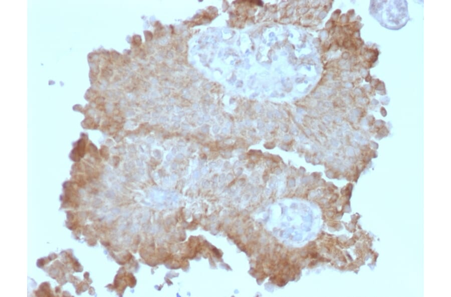 Immunohistochemistry - Anti-FAT2 Antibody [8C5] - BSA and Azide free (A251708) - Antibodies.com