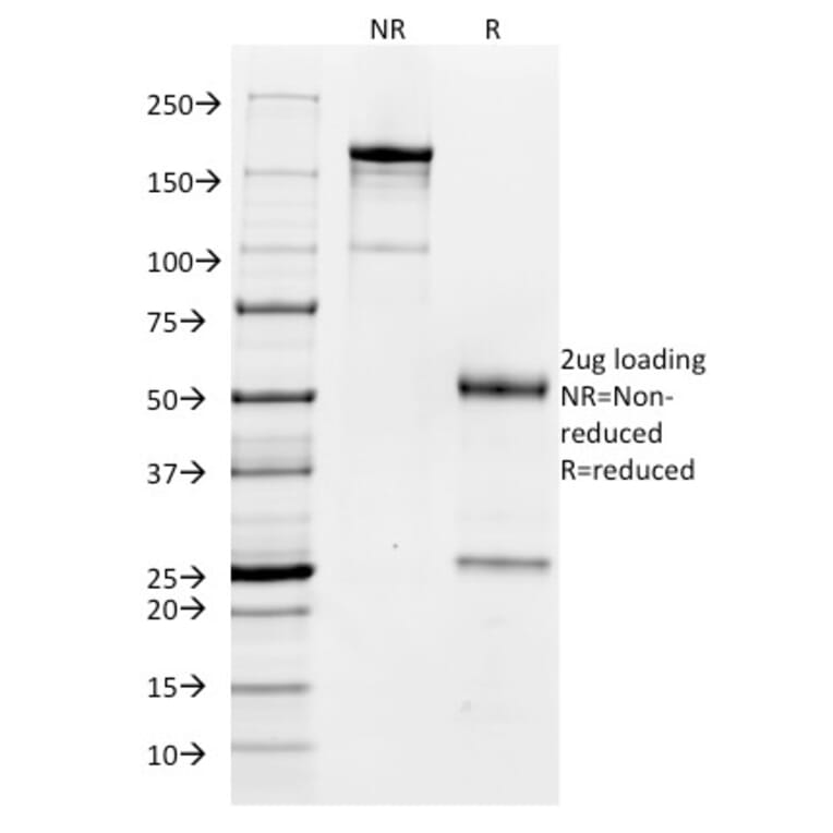 SDS-PAGE - Anti-CD32 Antibody [FCGR2A/479] - BSA and Azide free (A251712) - Antibodies.com