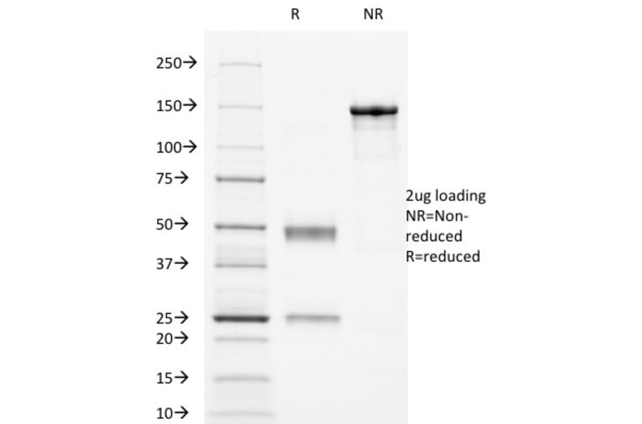 SDS-PAGE - Anti-CD16 Antibody [HuNK2] - BSA and Azide free (A251716) - Antibodies.com