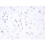 Immunohistochemistry - Anti-FCGRT Antibody [FCGRT/2932] - BSA and Azide free (A251720) - Antibodies.com