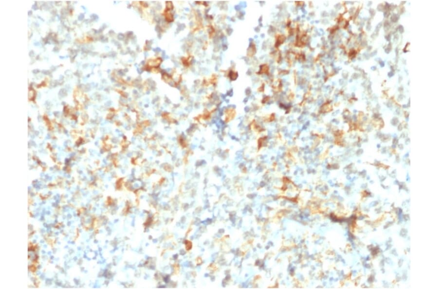 Immunohistochemistry - Anti-FCGRT Antibody [FCGRT/2932] - BSA and Azide free (A251720) - Antibodies.com