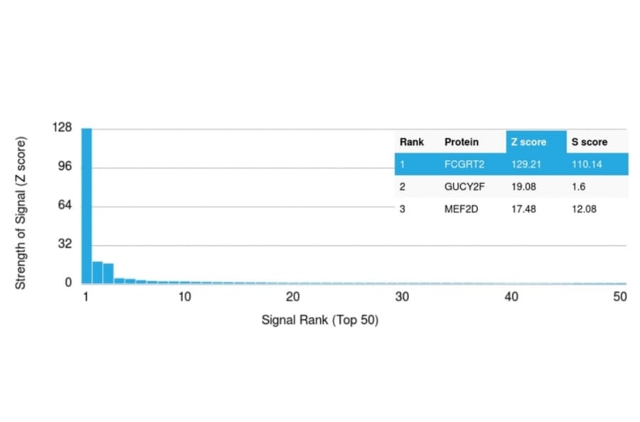 Protein Array - Anti-FCGRT Antibody [FCGRT/2932] - BSA and Azide free (A251717) - Antibodies.com