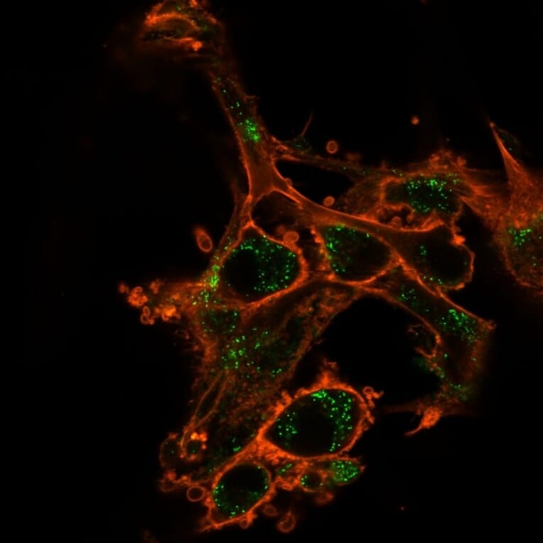 Immunofluorescence - Anti-SIRT2 Antibody [PCRP-SIRT2-1A8] - BSA and Azide free (A251722) - Antibodies.com