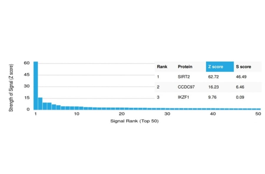 Protein Array - Anti-SIRT2 Antibody [PCRP-SIRT2-1A8] - BSA and Azide free (A251720) - Antibodies.com