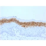 Immunohistochemistry - Anti-Filaggrin Antibody [FLG/1561] - BSA and Azide free (A251725) - Antibodies.com